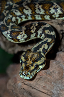 snake