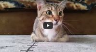 What Happens When a Cat Watches Hitchcock s Psycho Open Culture