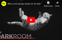 Why a Cat Always Lands on Its Feet How a French Scientist Used Photography to Solve the Problem in 1894 Open Culture