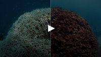 Why the Great Barrier Reef could disappear by 2050 Business Insider